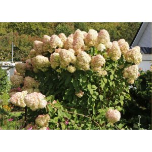 Hortenzia metlinatá (Hydrangea paniculata) ´HERCULES´ ® - výška 150-160 cm, kont. C5L - NA KMIENKU